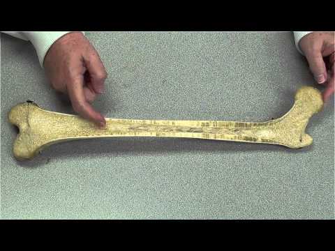 Structures of a Long Bone