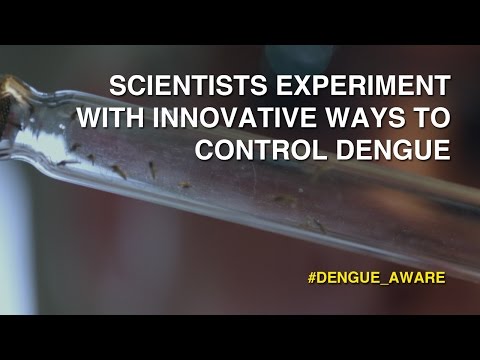 Scientists Experiment With Innovative Ways To Control Dengue