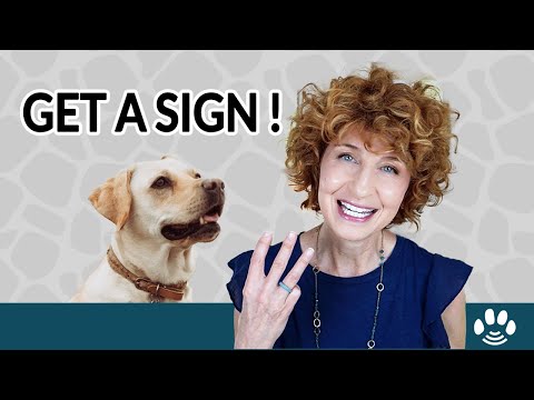 Three Hacks to Get a Sign from Pets on the Other Side | Animal Afterlife