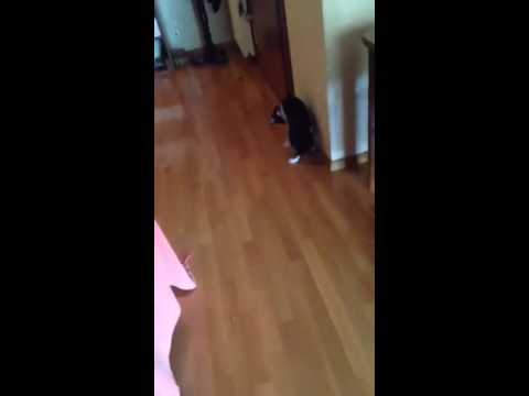 #zina #cats #catsoftheday #catsofyoutube