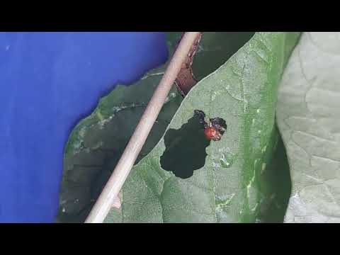lagarta spodoptera eridania comendo 🐛