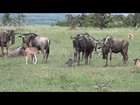 Birth of a Wildebeest, Kenya