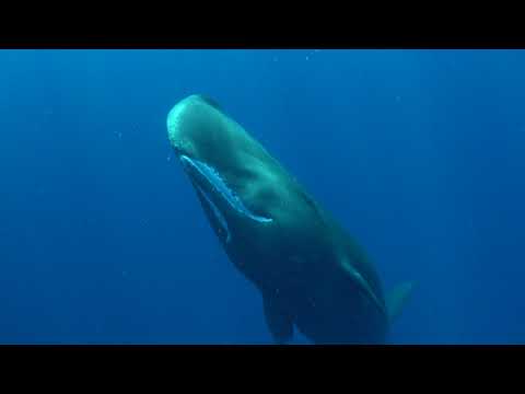 A Creaking, Communicative Extraordinary Sperm Whale