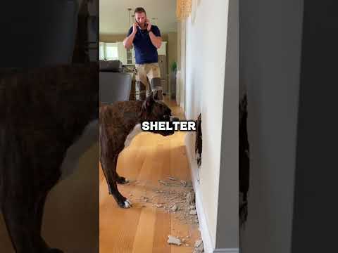 This Dog Attacked the Wall for 4 Days... Then the Truth Was Found🐶