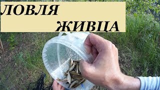 Как поймать живца для ловли хищника легче