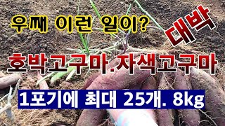 [텃밭농부 1,700]  우째 이런 일이! 호박고구마와 자색고구마 수확 대박.1포기 25개 8kg. #고구마…