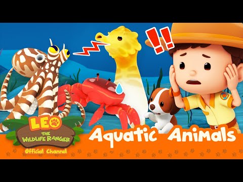 THE BEST AQUATIC CREATURES IN 2023! | Leo the Wildlife Ranger | #compilation