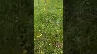 i-vigili-del-fuoco-di-ariano-liberano-un-tasso-in-difficolta