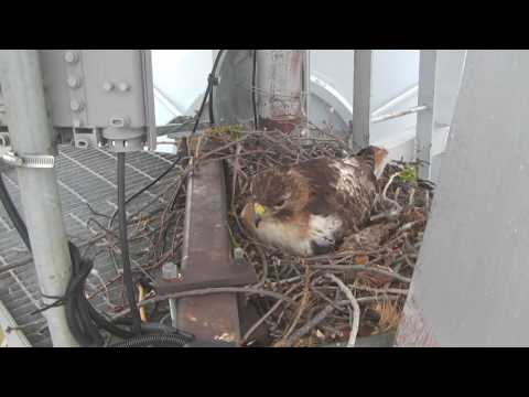 Video shows red-tailed hawk nesting on KJRH tower