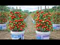 Grow Tomatoes In Containers For Fresh Harvests All Year Try This Method