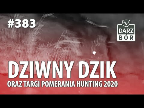 Darz Bór odc. 383 - Dziwny dzik oraz Targi Pomerania Hunting 2020