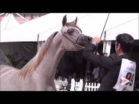 N.99 WORTEX KALLISTE - Menton 2015 - Jährlingshengste 1 Jahr alt (Klasse 6B)