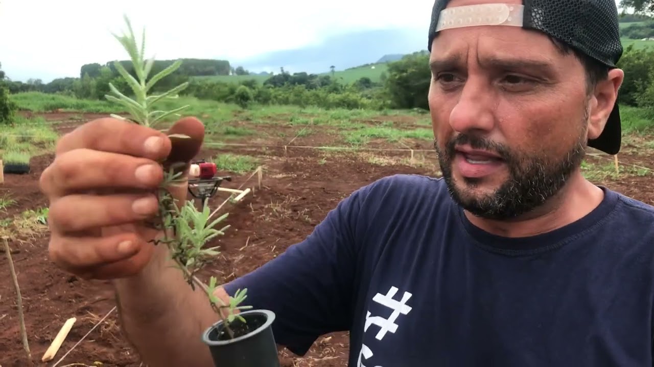 Lavanda do Brasil, dicas de plantio com Tio Lavanda | Santa Lavanda