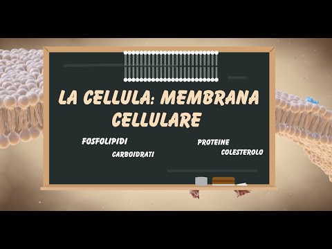 The cell: composition of the cell membrane