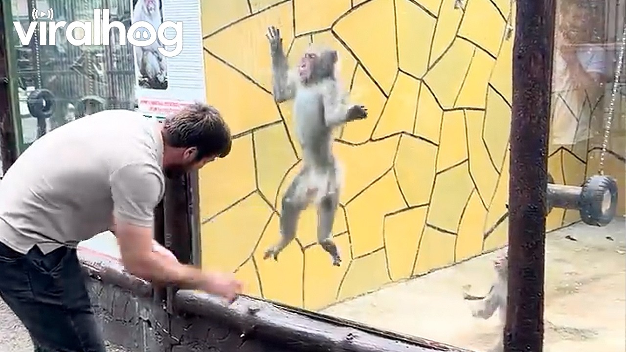 Monkeys React to Backflipping Man || ViralHog