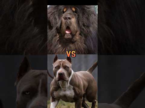 English mastiff vs chinese mastiff,great dane, pitbull wolfhound ,etc who's bigger height and weight