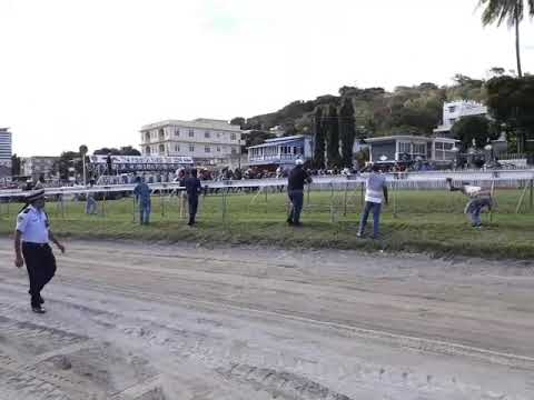 Mauritius Horse racing: Barbe Cup 2019 (WHITE RIVER)