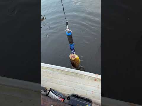 Pescaria no porto grande#Amapa#viralvideo #fishing