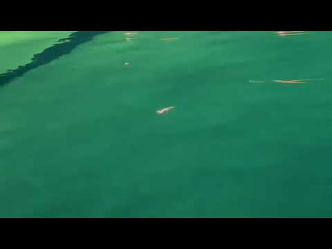 Chvrliebrowwn - There's A Million Things I Could Say