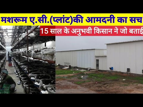 Mushroom AC plant farming: The truth about earning from mushroom AC plant as told by the farmer