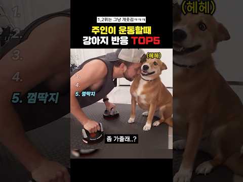 주인이 운동할때 강아지 역대급반응Top5#랭킹쇼츠
