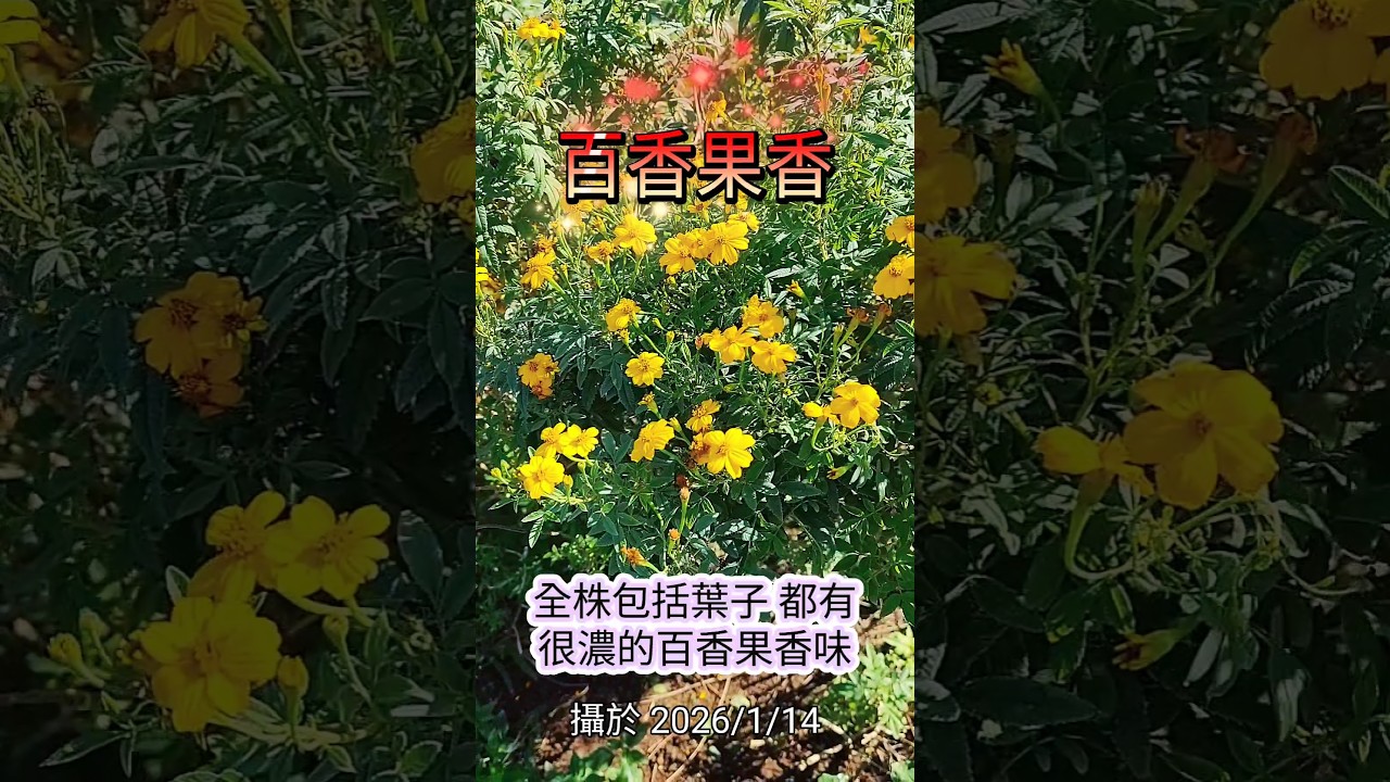芳香萬壽菊 + 粉萼鼠尾草｜水月道場 / 入慈悲門｜北投農禪寺