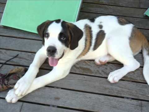 Helma du Val du Morakopf