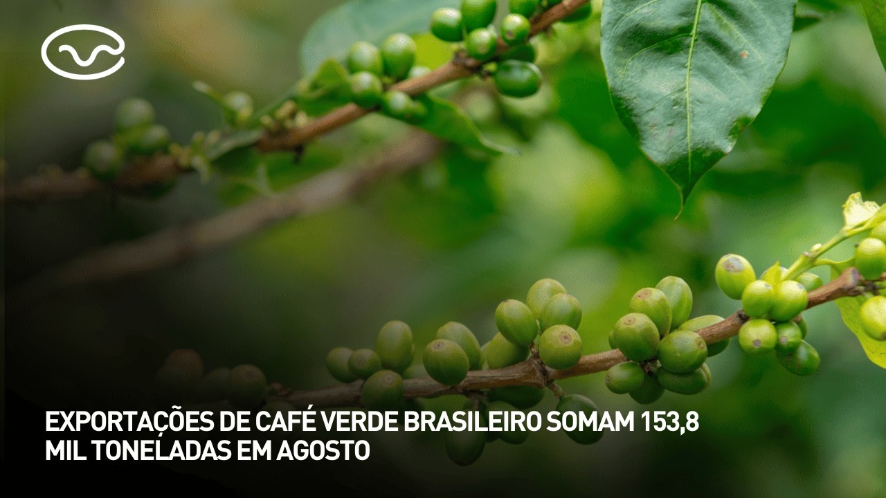 Exportações de café verde brasileiro somam 153,8 mil toneladas em agosto