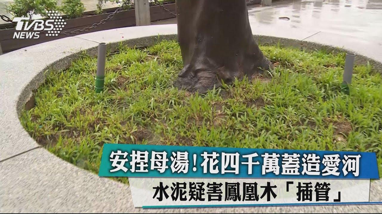 安捏母湯!花4千萬修愛河步道 水泥疑害鳳凰木「插管」