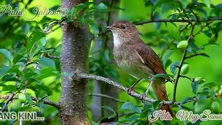 Download lagu BURUNG KENARI - May Sumarna [Lirik] mp3