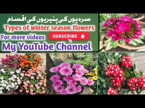 Winter Flowers Types|sardiyon ke mausam ke phool|Gardening with Muneer