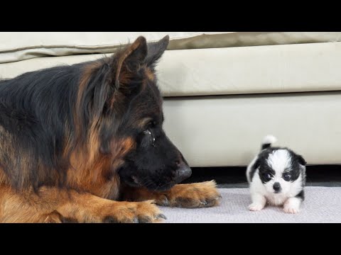 Puppy Reacts To Meeting German Shepherd For The First Time | Try Not To Laugh!