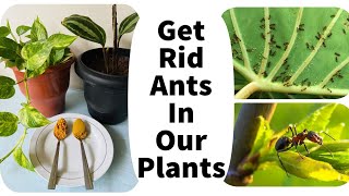 How to get rid of ants in plants | Natural way To control ants