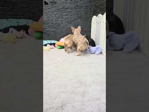 Video 1