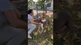 Video preview image #1 Staffordshire Bull Terrier Puppy For Sale in Weston, FL, USA