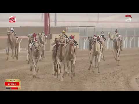 ش 6 (هملوله) لـ سعيد منانه بن غدير الكتبي 6:16:70 ، مهرجان العين 2026/08/06 إيذاع الروضة