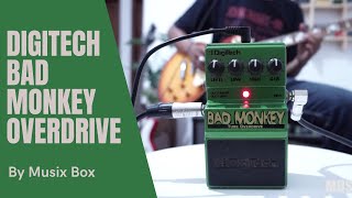 デジテック　BAD MONKEY 2023's MOST HYPED Pedal | Digitech Bad Monkey Review/Revisit