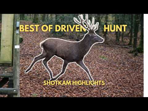 BEST OF DRIVEN HUNT 2025 - Battue  - Monteria compilation