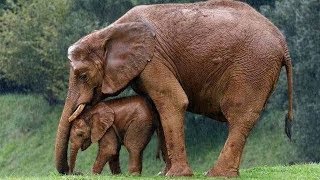 Animal Mothers Protecting Their Babies from danger -  Mom protects baby animals