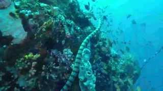 preview picture of video 'Yellow-lipped sea krait (Laticauda colubrina)'