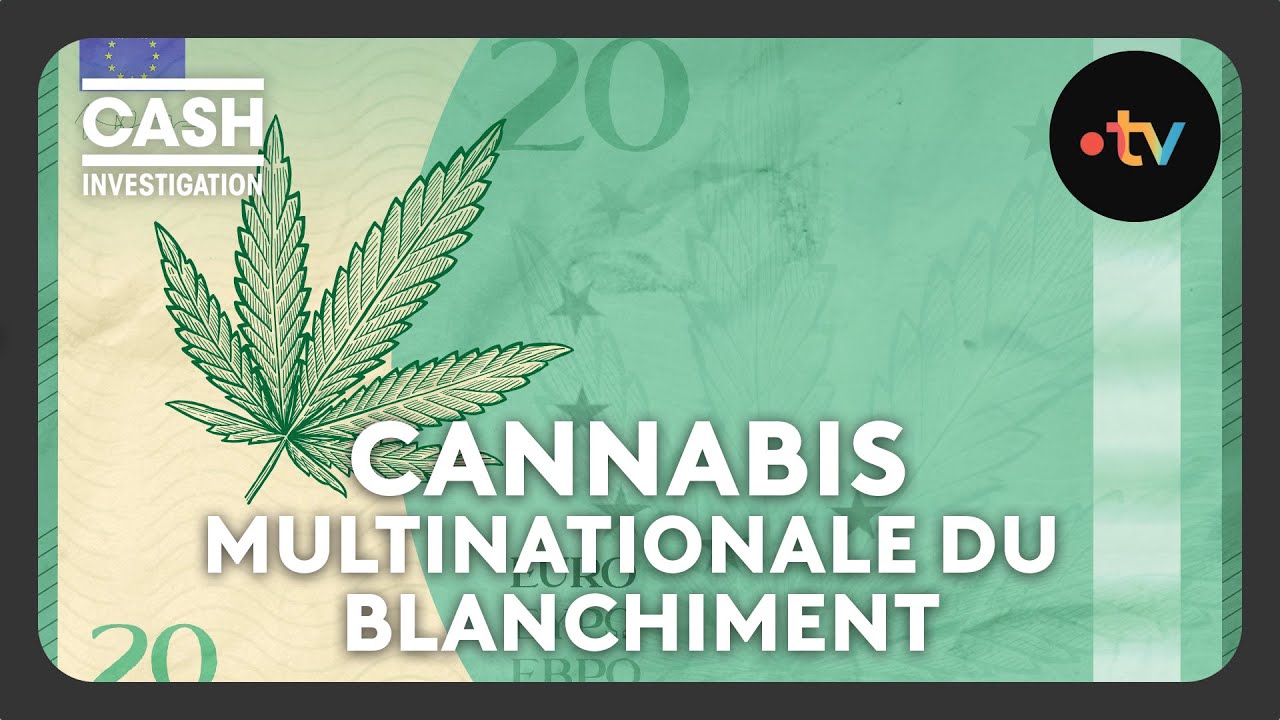 Cannabis, the Multinational of Money Laundering - Cash investigation