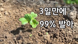 무 씨앗 파종 이렇게 했더니 3일만에 99% 싹이 이만큼이나 나왔습니다