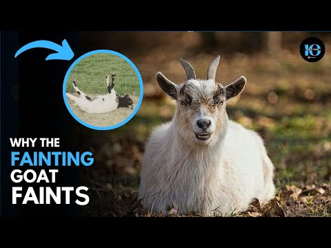 Why Fainting Goats Actually Faint