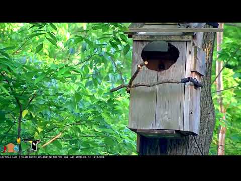 Unknown Owlet Visits Nestbox-top, May 14, 2018 | Wild Birds Unlimited Barred Owl Outside Cam