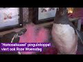 'Homoseksueel' pinguïnkoppel viert ook Roze Woensdag