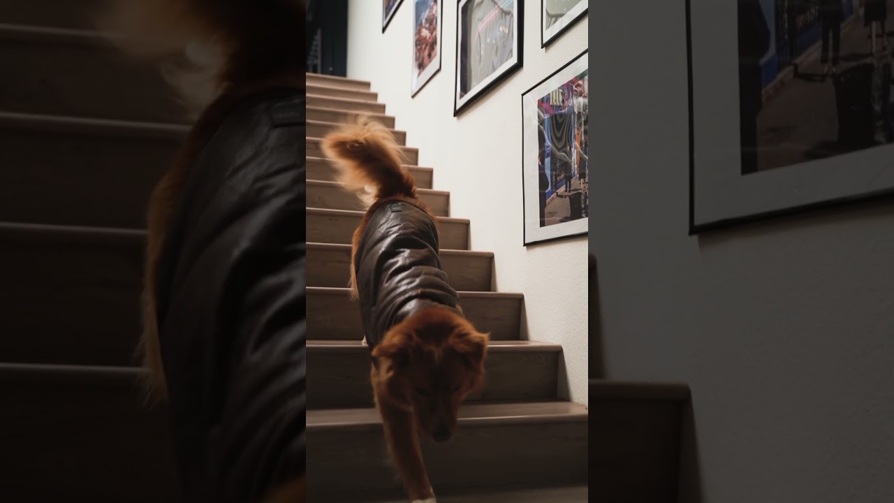 A dog running down the stairs