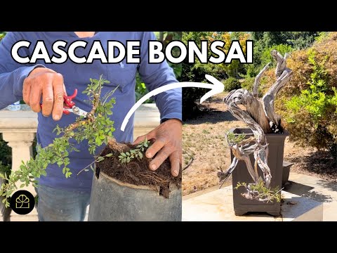 3 Ways to Create 3 Cascade Bonsai + My Cascade Bonsai Tour!