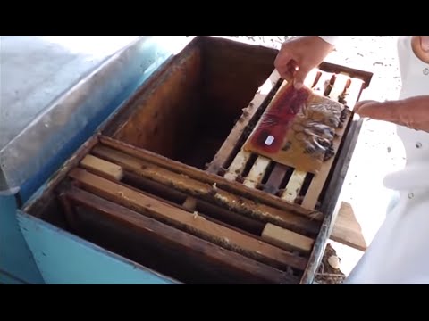 Iernatul stupilor - Organizarea cuibului de albine pentru iernatul 3in1 in Bio Stup - apicultura