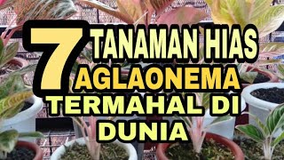 Download lagu 7 Most Expensive Aglaonemas in the World mp3