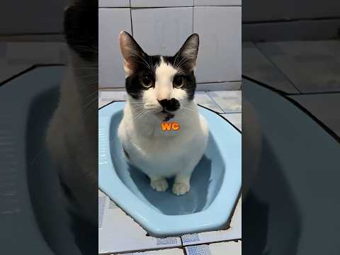 Di Kirain Kucingnya Hilang, ternyata Di Dalam WC berak😂